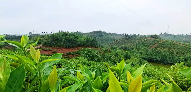 茶園基地(dì / de)